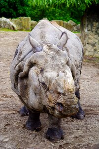 Fauna nature animal