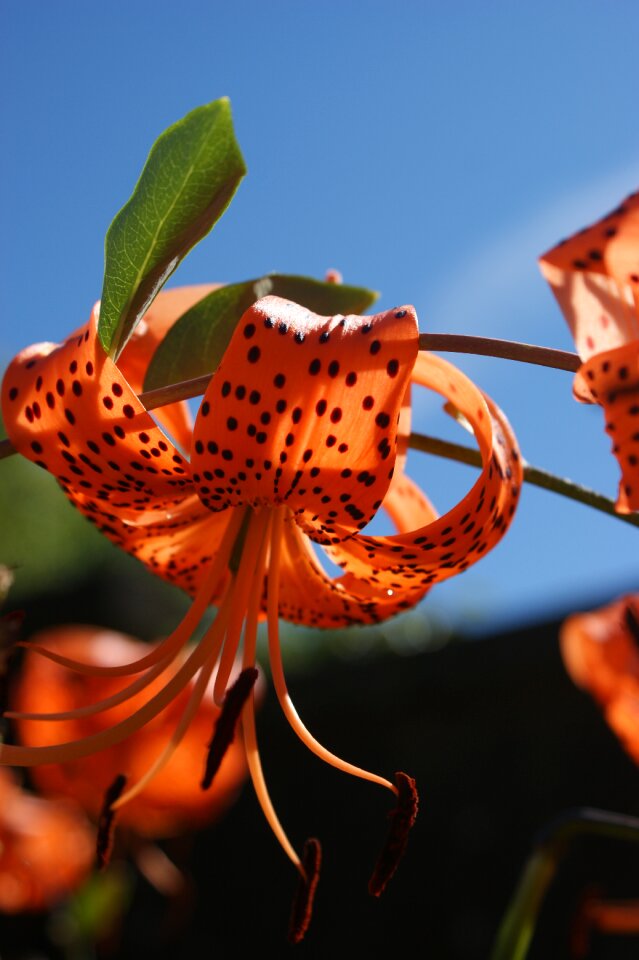Orange daylily tiger daylily orange