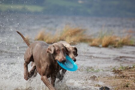 Snout water wet photo