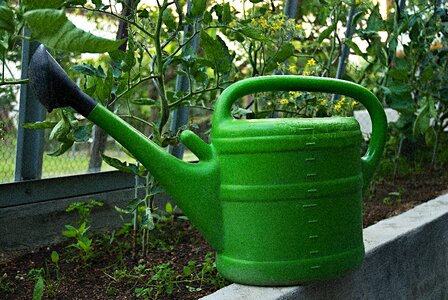 Watering tomatoes flowers