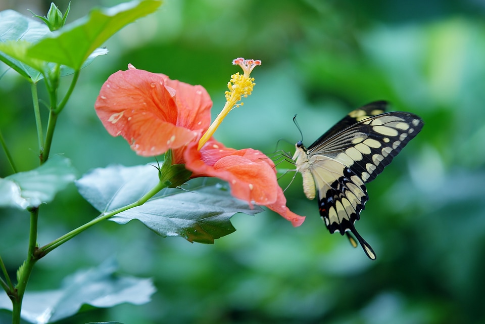 Insect wing flower