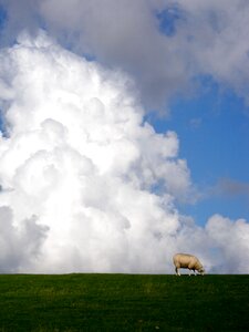 Dike landscape pasture photo