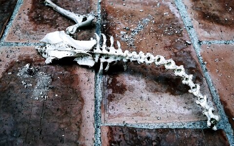 Science animal skeleton photo
