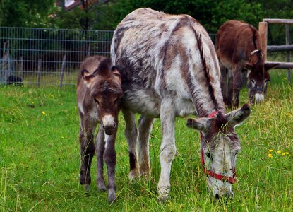 Mother child mare