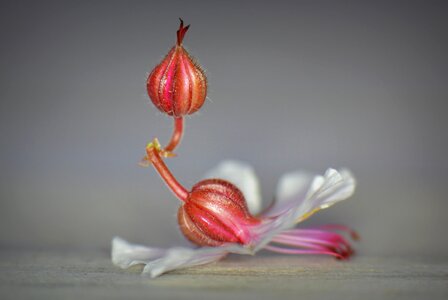 Still life flower bud balance