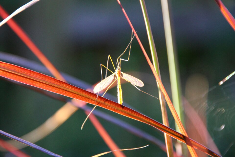 Schnake backlighting close up