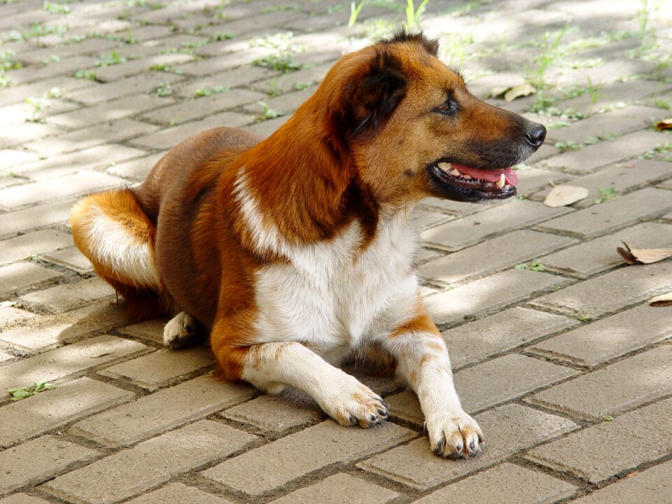 Animals dog mix