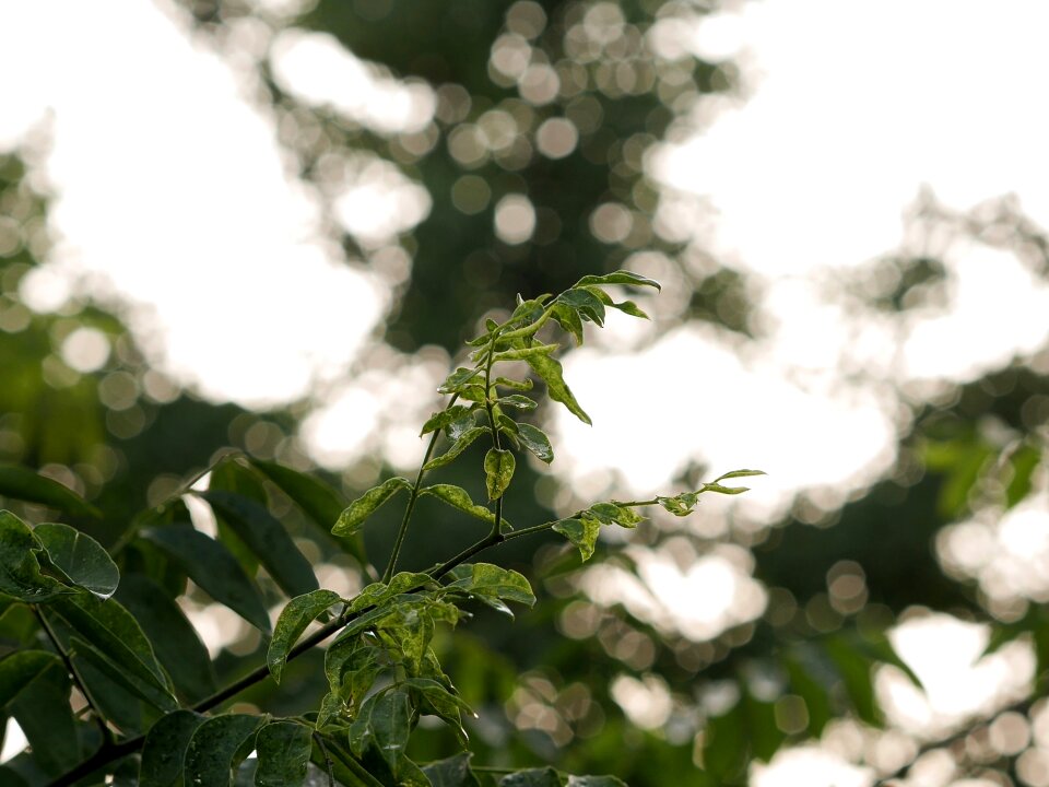 Plant leaf shine