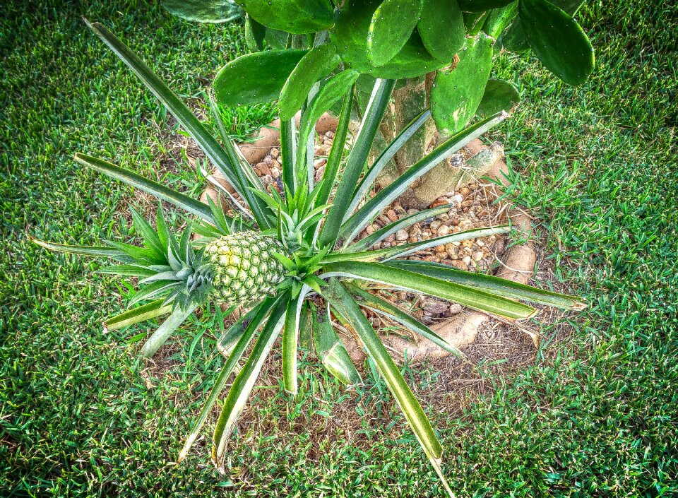 Exotic pineapples fresh