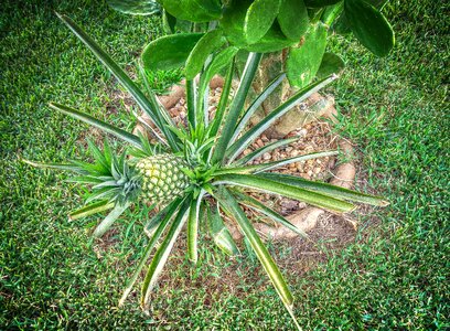 Exotic pineapples fresh