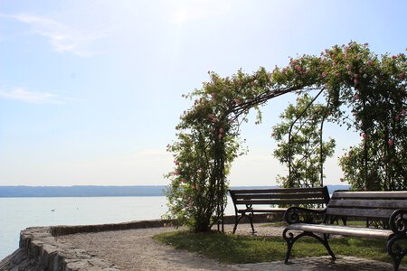Lake bank roses