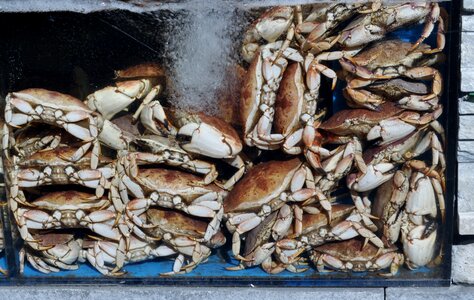 Animal cancer eat