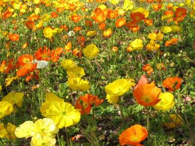 Poppy flower meadow blütenmeer photo