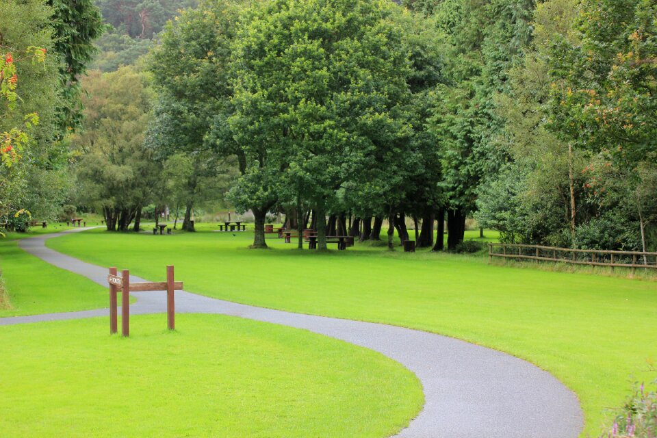 Meadow lawn care nature