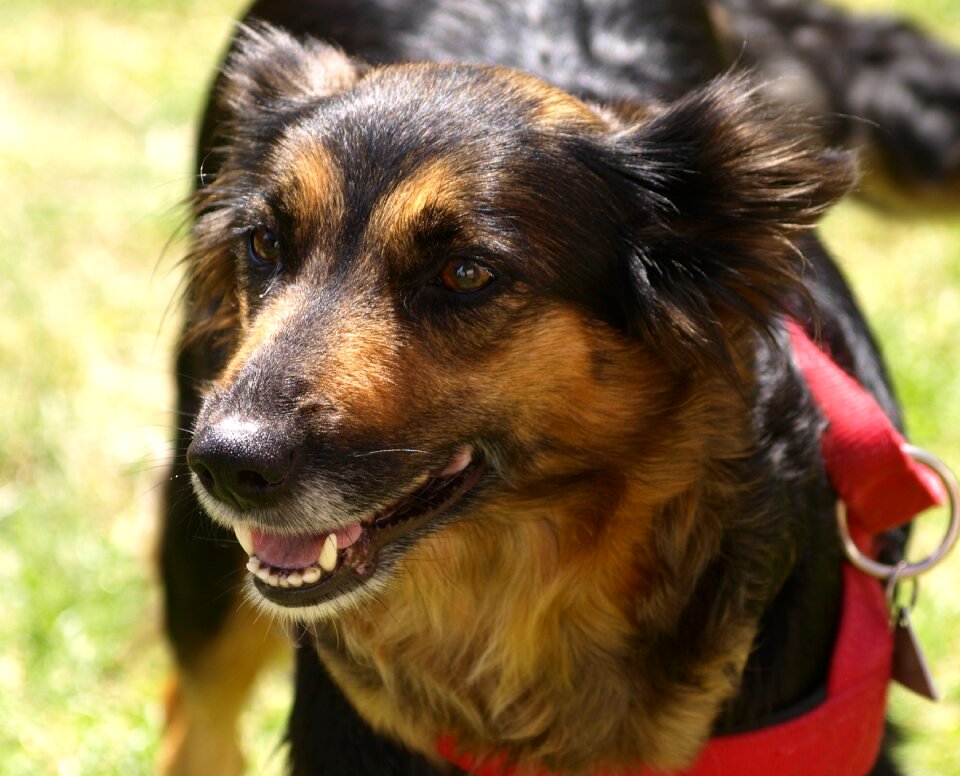 Awakened trusting boarder collie