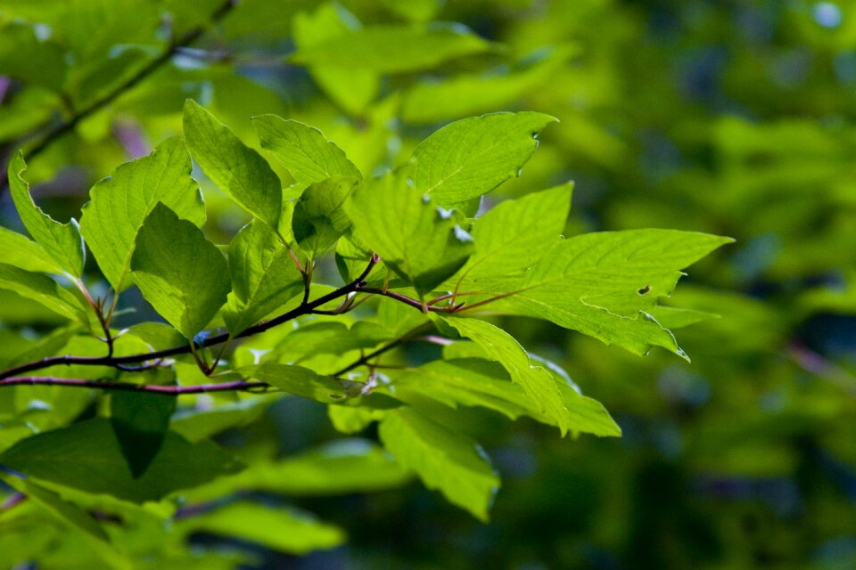 Nature colorful plant