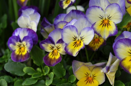 Bloom spring pansy photo