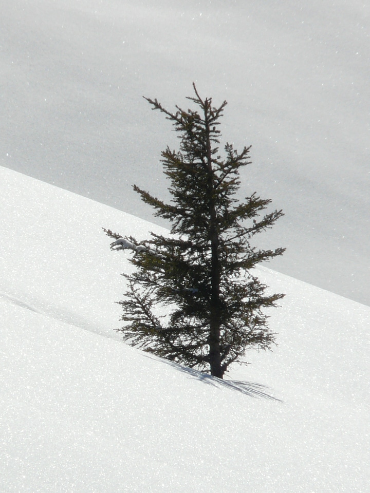 Lonely snowy deep snow