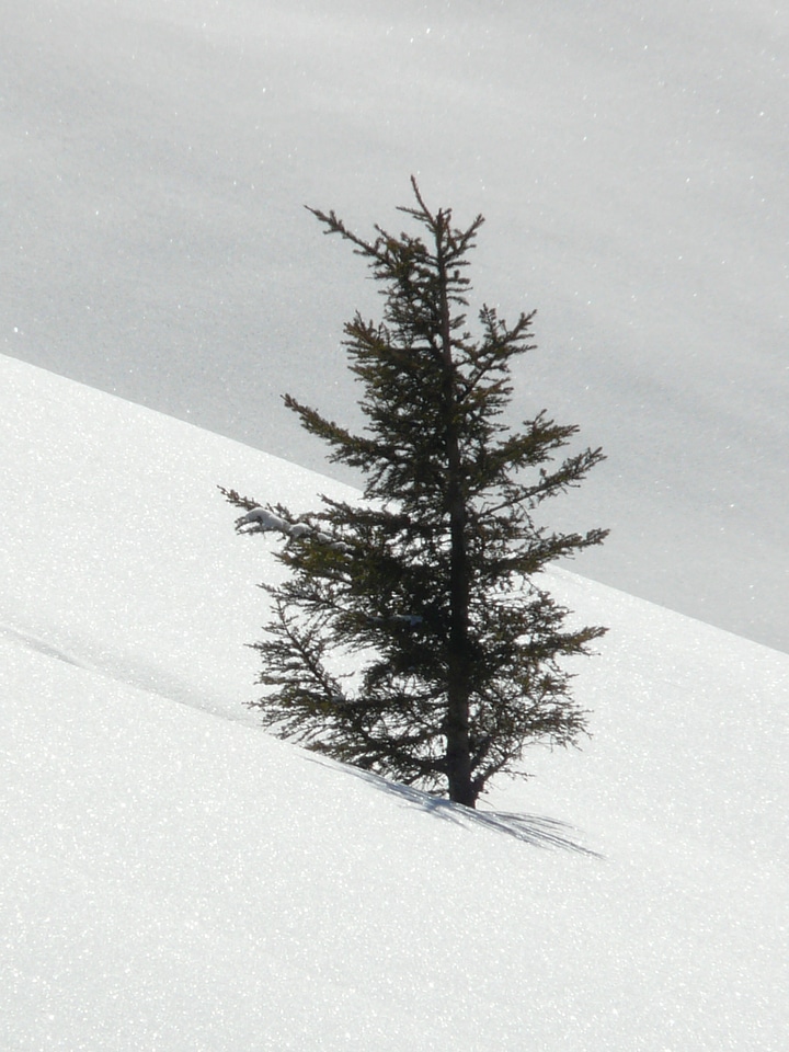 Lonely snowy deep snow photo