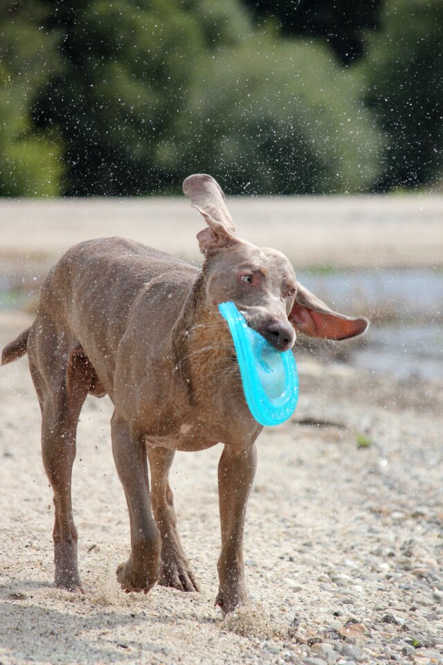 Snout water wet