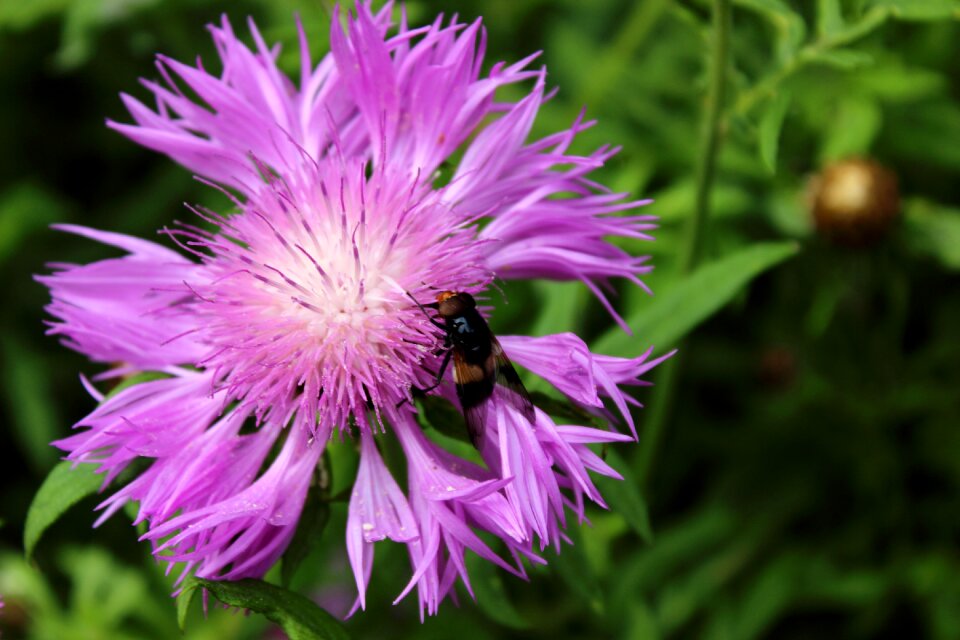 Close-up bees insects