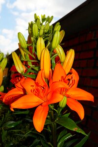 Bright pistil filigree