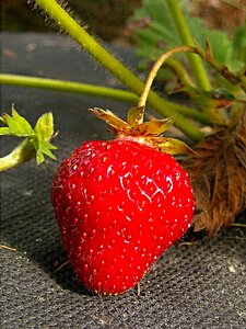 Fetus macro foliage