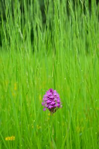 Violet green field photo