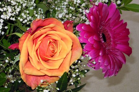 Gerbera blossom bloom photo