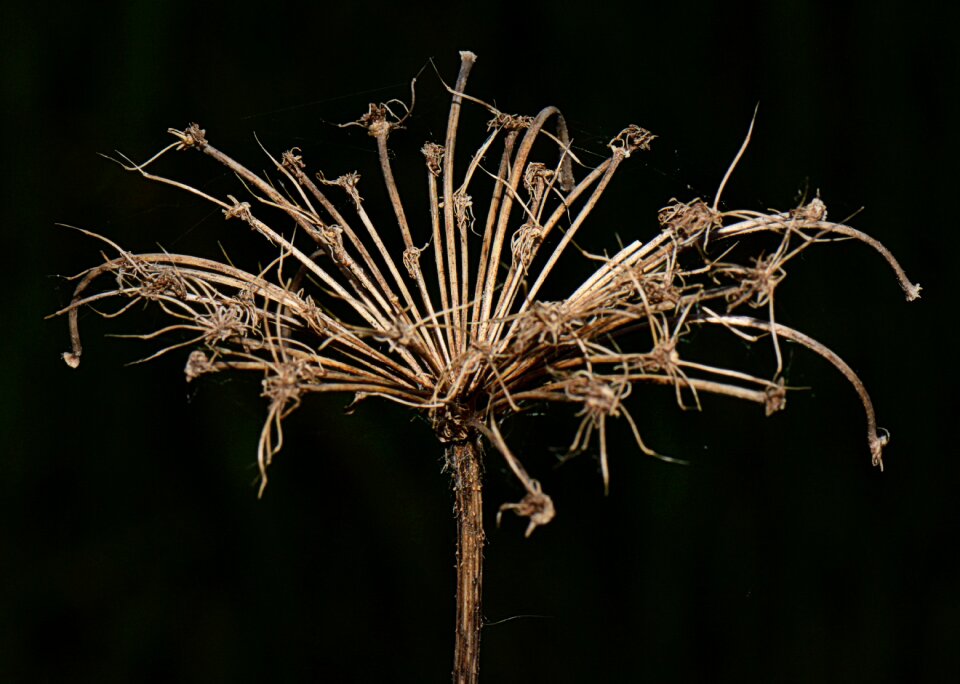 Nature flower dried flower