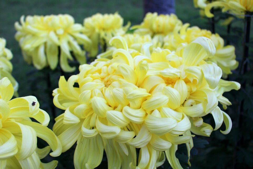 Flowers chrysanthemum yellow flowers
