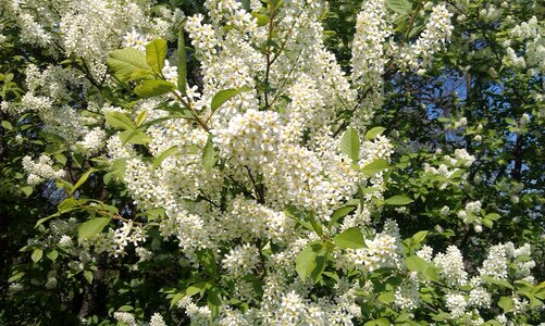 White spring garden