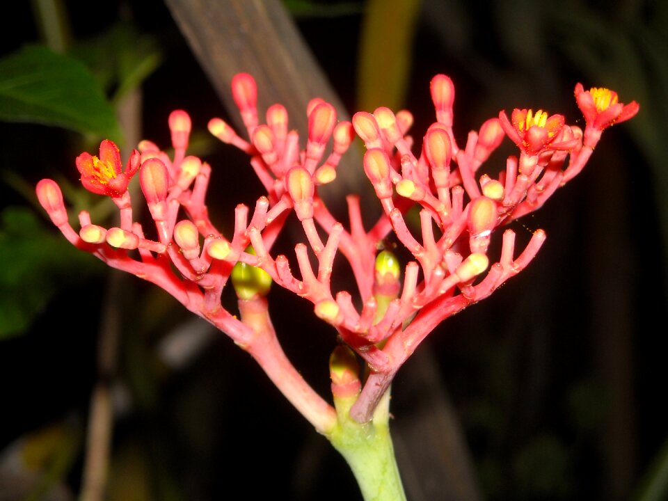 Saraca indica orange bud