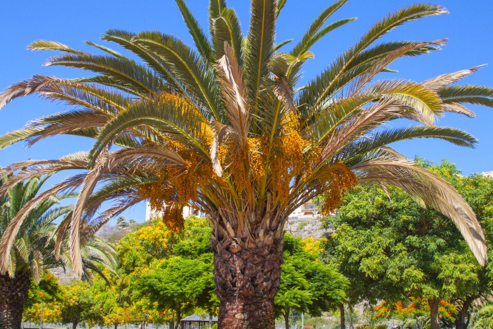 Palm spain tree