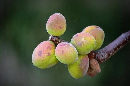Apricots fruit nature