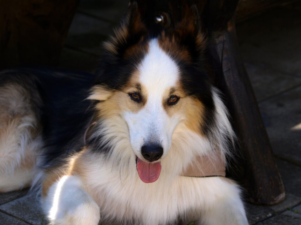 Animal portrait dog portrait huskymischling