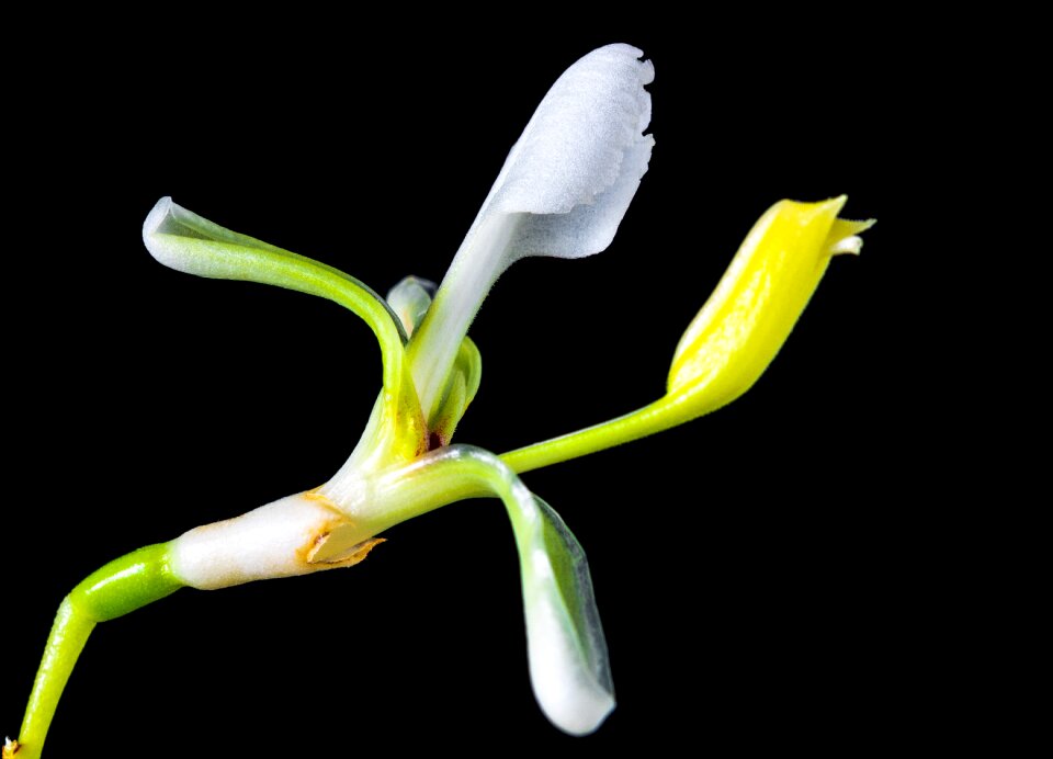 Blossom bloom white yellow