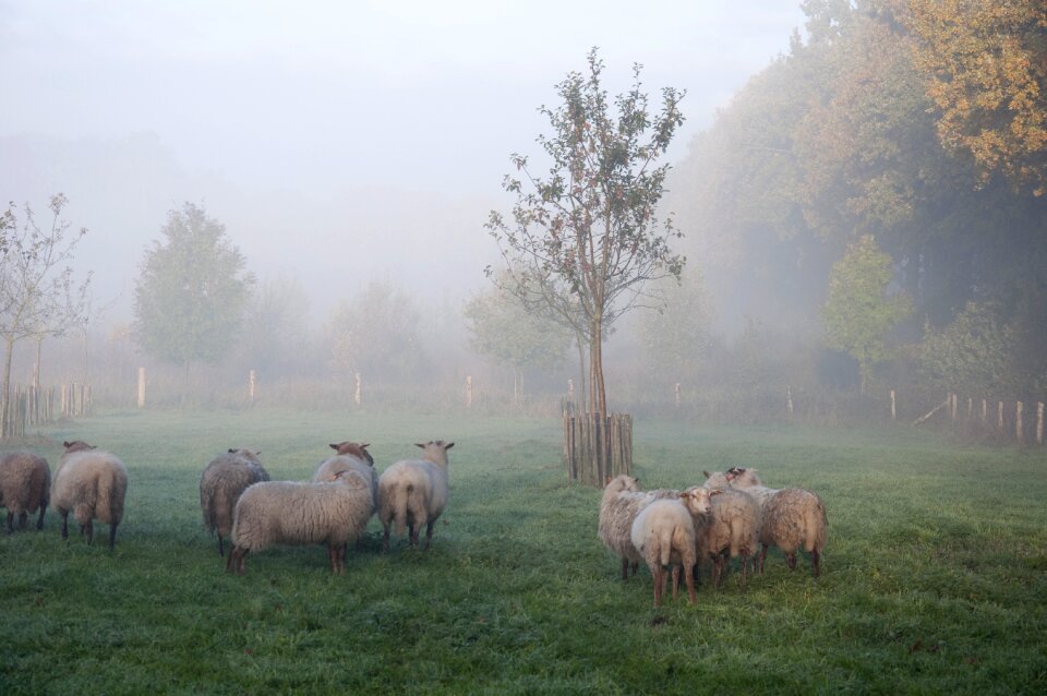 Animal autumn