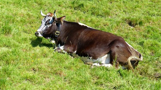 Ruminant dairy cattle head