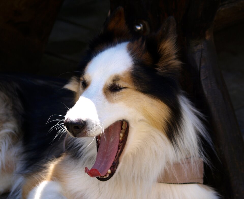 Animal portrait head dog head