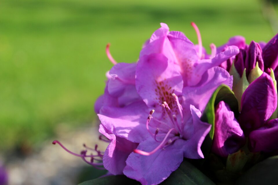Pink flora violet