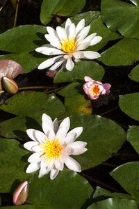 Aquatic plants petals white