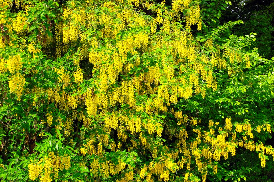 Green nature sunny