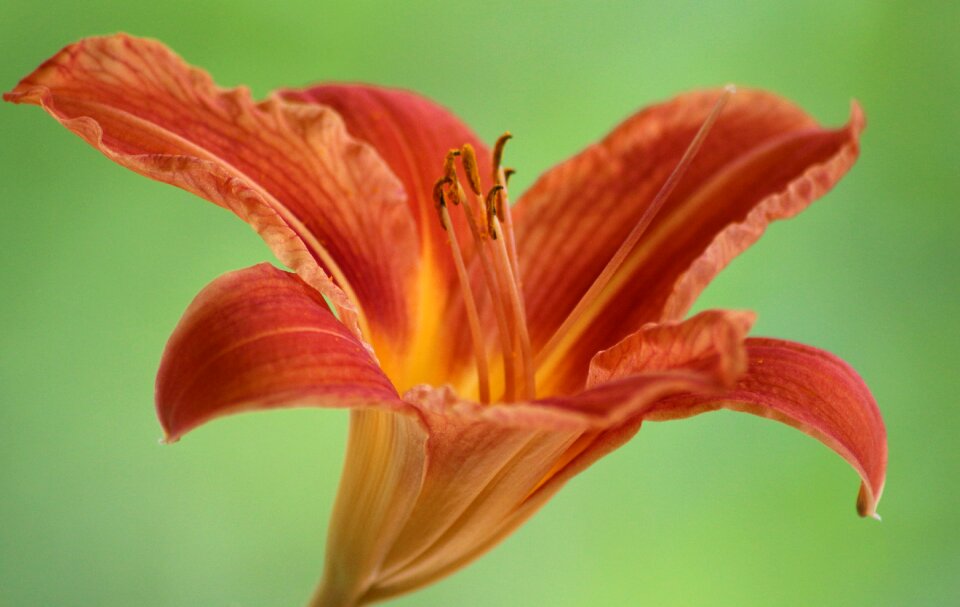 Bloom blossomed pollen
