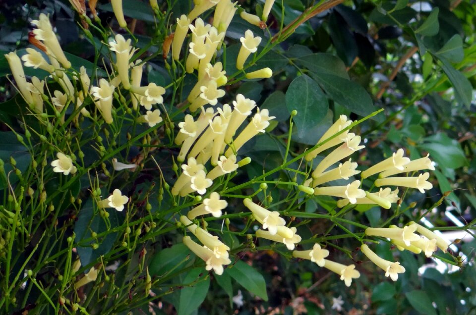 Creamish russelia equisetiformis scrophulariaceae