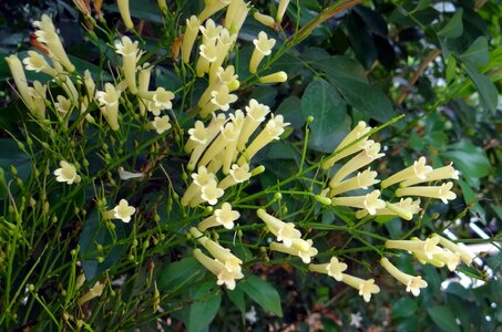 Creamish russelia equisetiformis scrophulariaceae