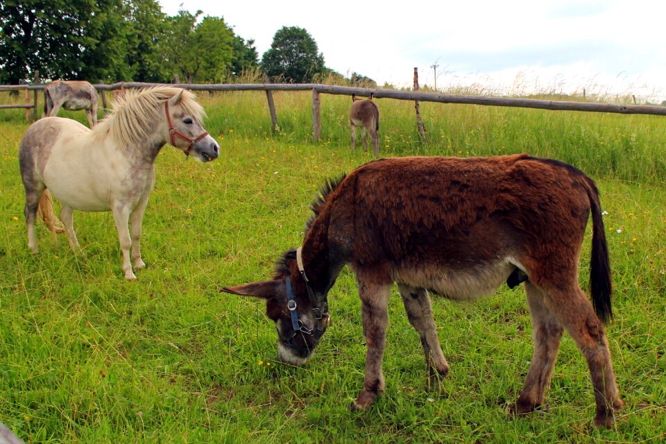 Livestock beast of burden mammal