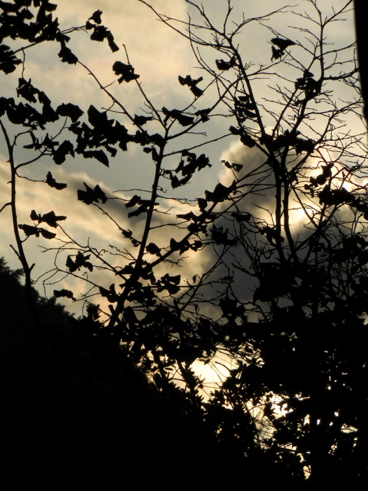 Dark evening branch