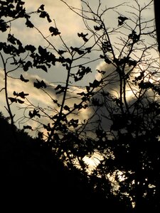 Dark evening branch