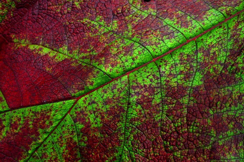 Close-up macro